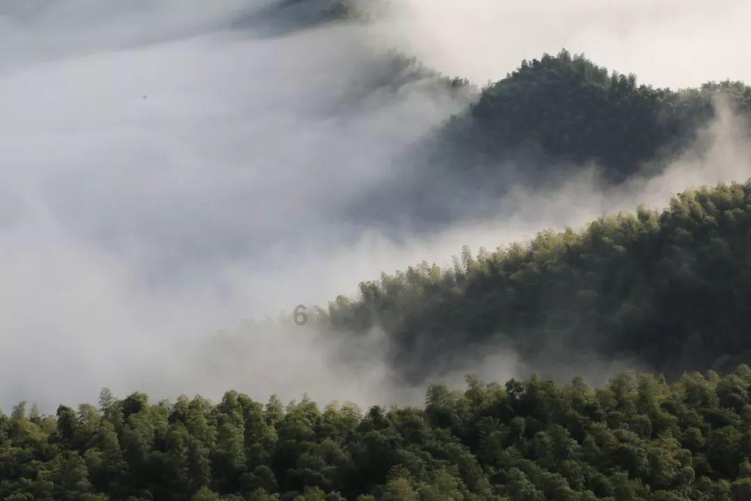 五彩鹦鹉救援